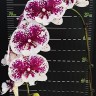 Орхидея Phalaenopsis Miki Dancer ’63’ (еще не цвел)