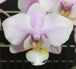 Орхидея Phal. Meidarland Spring Vanilla (отцвел)  