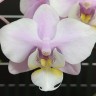 Орхидея Phal. Meidarland Spring Vanilla (отцвел)  