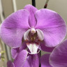 Орхидея Phalaenopsis Murray (отцвёл)