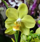 Орхидея Phalaenopsis, multiflora (отцвёл, РЕАНИМАШКА) 