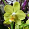 Орхидея Phalaenopsis, multiflora (отцвёл, РЕАНИМАШКА) 