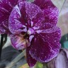 Орхидея Phalaenopsis  mutation (отцвел)