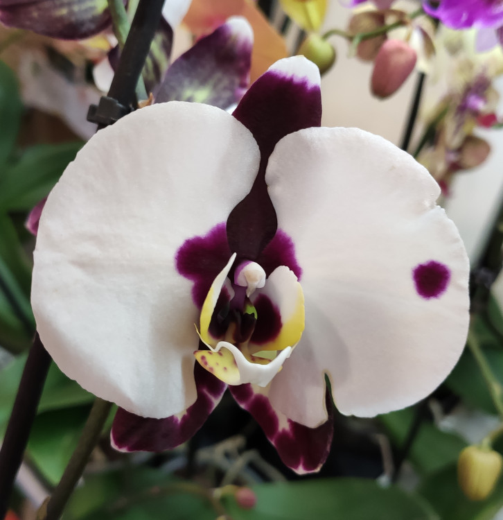 Орхидея Phalaenopsis 