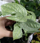 Monstera Medium Silver (детка)  