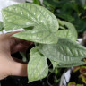 Monstera Medium Silver (детка)  