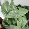 Monstera Medium Silver (детка)  