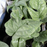 Monstera Medium Silver (детка)  