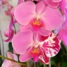 Орхидея Phalaenopsis Dream Glory mutation (отцвел)