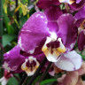 Орхидея Phalaenopsis Indus 