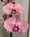 Орхидея Phalaenopsis (цветет, УЦЕНКА*)