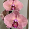 Орхидея Phalaenopsis (отцвел, УЦЕНКА*)