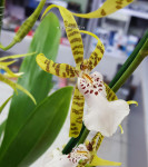 Орхидея Brassia hybrid (отцвела)