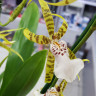 Орхидея Brassia hybrid (отцвела)