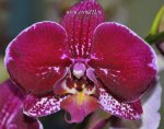 Орхидея Phalaenopsis Good Hope (отцвел)