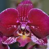Орхидея Phalaenopsis Good Hope (отцвел)
