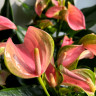 Anthurium Joli Blunsh (отцвел)