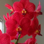 Орхидея Ascocenda Splash Red (сеянцы)