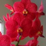 Орхидея Ascocenda Splash Red (сеянцы)