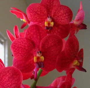 Орхидея аскоценда: выносливая альтернатива вандам