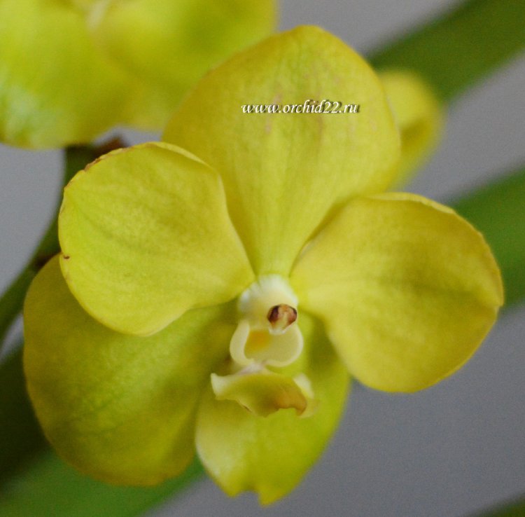 Орхидея Vanda Magic Lemon (отцвела)
