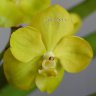Орхидея Vanda Magic Lemon (отцвела)