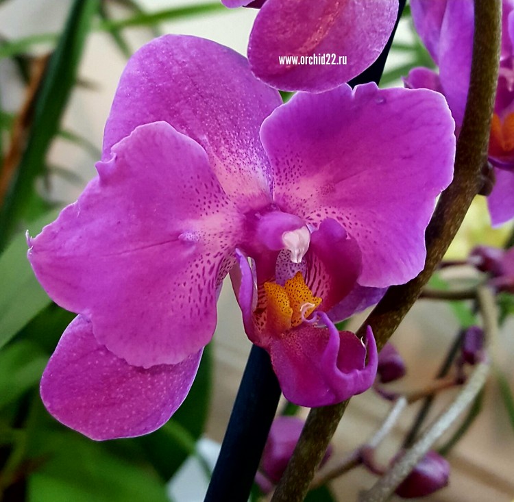 Орхидея Phalaenopsis Atlantis (отцвел)