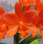 Орхидея C.Young Min Orange Golden Satisfaction (отцвела)      