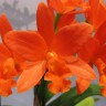 Орхидея C.Young Min Orange Golden Satisfaction (отцвела)      