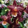 Орхидея Cambria Wild Fire (отцвела)
