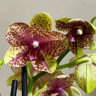 Орхидея Phalaenopsis Grosseto, multiflora 