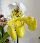 Орхидея Paphiopedilum hybrid 