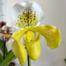 Орхидея Paphiopedilum hybrid (отцвёл)