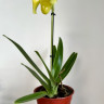 Орхидея Paphiopedilum hybrid (отцвёл)
