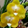 Орхидея Phalaenopsis Sogo Shito   