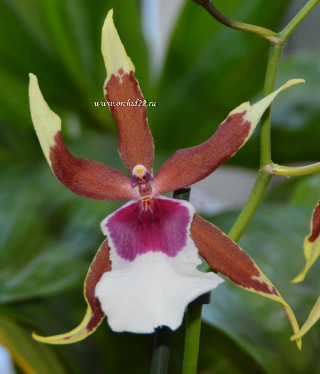 Орхидея Beallara Eurostar (отцвела)