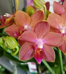 Орхидея Phalaenopsis midi (отцвел)