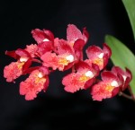 Орхидея Howeara Lava Burst (отцвела)