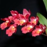 Орхидея Howeara Lava Burst (отцвела)