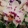 Орхидея Phalaenopsis Good Times (отцвёл)   