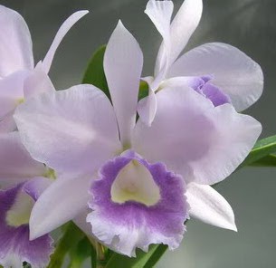 Орхидея Laeliocattleya Blue Angel (отцвела)  