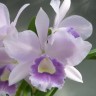 Орхидея Laeliocattleya Blue Angel (отцвела)  