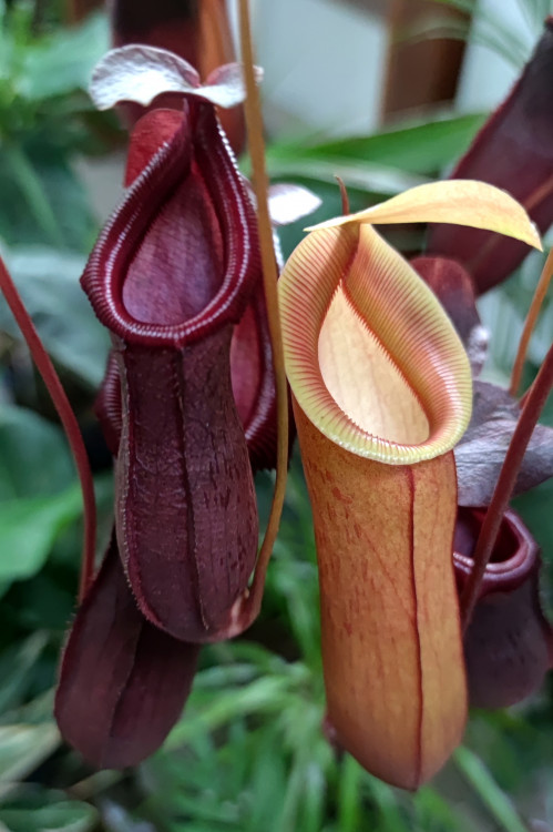 Nepenthes Bloody Mary (Непентес Кровавая Мэри)