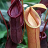 Nepenthes Bloody Mary (Непентес Кровавая Мэри)