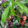 Nepenthes Bloody Mary (Непентес Кровавая Мэри)