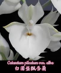 Орхидея Catasetum pileatum alba (отцвёл) 