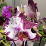 Орхидея Phalaenopsis    