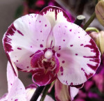 Орхидея Phalaenopsis    