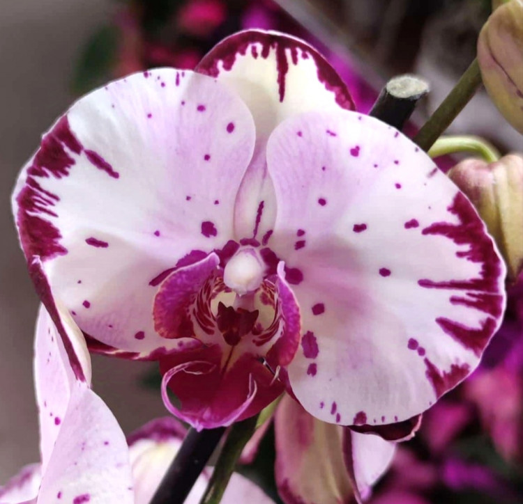 Орхидея Phalaenopsis    