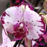 Орхидея Phalaenopsis    